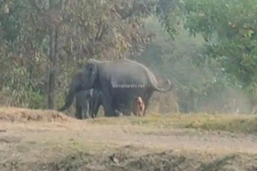 ಖಾನಾಪುರಕ್ಕೆ ಬಂದ ಕಾಡಾನೆಗಳು!