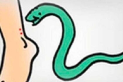 ಶೂ ಒಳಗಿದ್ದ ಹಾವು ಕಡಿದು ಯುವಕ ಆಸ್ಪತ್ರೆಗೆ ದಾಖಲು