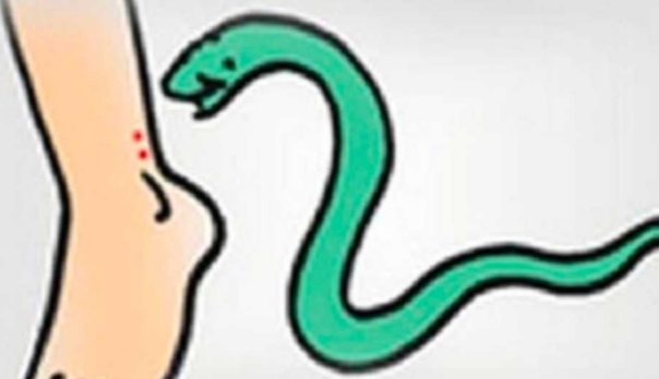 ಶೂ ಒಳಗಿದ್ದ ಹಾವು ಕಡಿದು ಯುವಕ ಆಸ್ಪತ್ರೆಗೆ ದಾಖಲು