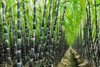 ಕಬ್ಬು ಬೆಳೆಗಾರರ ಕೂಗಿಗೆ ಸ್ಪಂದಿಸಿದ ಸಚಿವ ಸಂಪುಟ ಸಭೆ: ಸುದೀರ್ಘ 3 ಗಂಟೆ ಚರ್ಚೆ