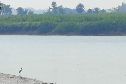 ಸಾವಳಗಿ: ಘಟಪ್ರಭಾ ನದಿಯಲ್ಲಿ ಬೃಹತ್ ಮೊಸಳೆ ಪ್ರತ್ಯಕ್ಷ