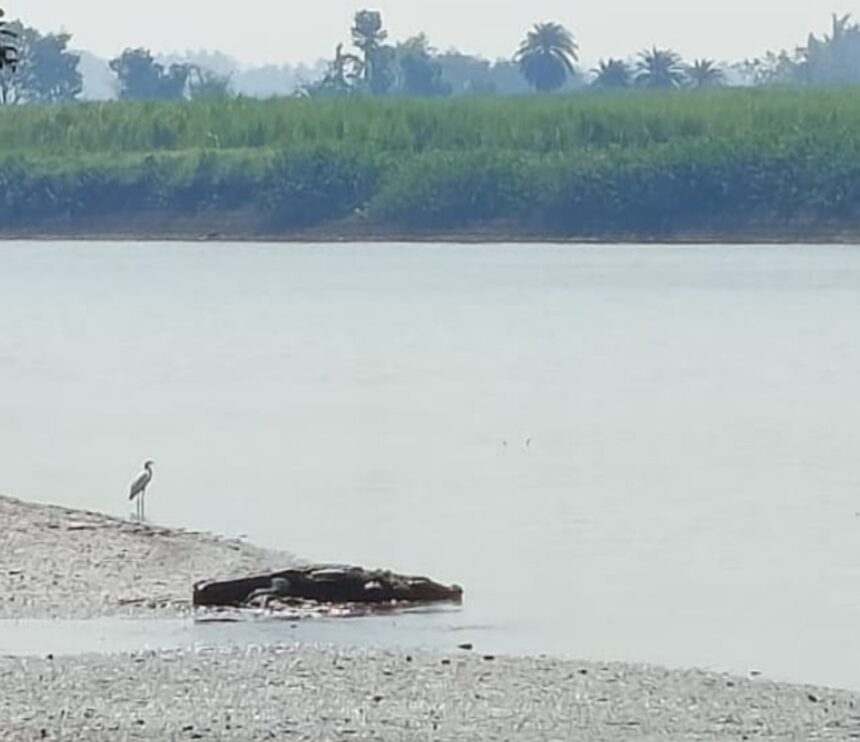 ಸಾವಳಗಿ: ಘಟಪ್ರಭಾ ನದಿಯಲ್ಲಿ ಬೃಹತ್ ಮೊಸಳೆ ಪ್ರತ್ಯಕ್ಷ
