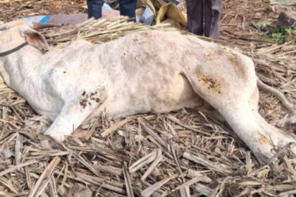 ಎಚ್ ಎಸ್ ಸೋಂಕಿಗೆ ಏಳು ಜಾನುವಾರು ಬಲಿ?