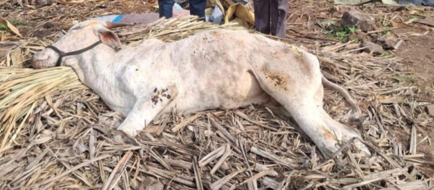 ಎಚ್ ಎಸ್ ಸೋಂಕಿಗೆ ಏಳು ಜಾನುವಾರು ಬಲಿ?