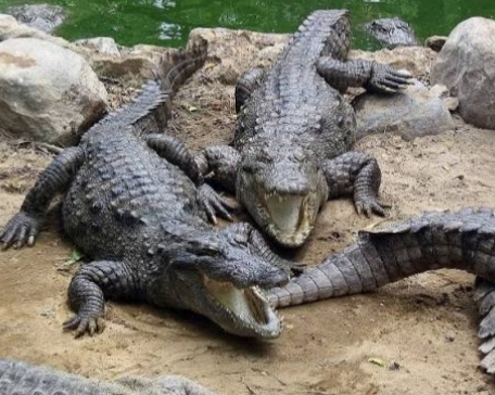 ಮೊಸಳೆ ದಾಳಿಗೆ ವ್ಯಕ್ತಿ ಸಾವು