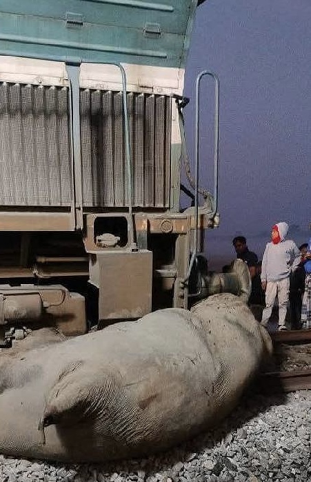 ಕಾಡಾನೆಗಳಿಗೆ ರಾಜಧಾನಿ ಎಕ್ಸ್‌ಪ್ರೆಸ್ ಡಿಕ್ಕಿ : ಕನಿಷ್ಠ 8 ಆನೆಗಳ ಸಾವು