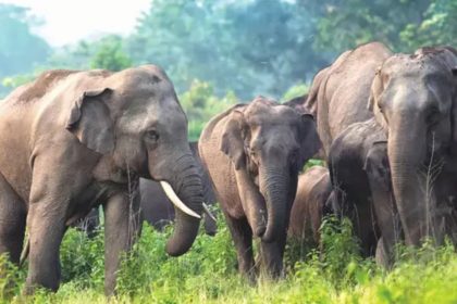 ಖಾನಾಪುರ, ಬೆಳಗಾವಿ ತಾಲೂಕಿನಲ್ಲಿ ಕಾಡಾನೆಗಳ ಸಂಚಾರ – ಸಾರ್ವಜನಿಕರಿಗೆ ಎಚ್ಚರಿಕೆ ರವಾನಿಸಿದ ಅರಣ್ಯ ಇಲಾಖೆ