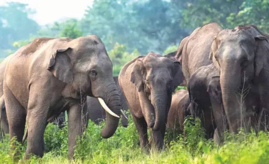 ಖಾನಾಪುರ, ಬೆಳಗಾವಿ ತಾಲೂಕಿನಲ್ಲಿ ಕಾಡಾನೆಗಳ ಸಂಚಾರ – ಸಾರ್ವಜನಿಕರಿಗೆ ಎಚ್ಚರಿಕೆ ರವಾನಿಸಿದ ಅರಣ್ಯ ಇಲಾಖೆ