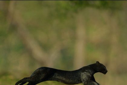 ಚಿರತೆ ಹೋಲಿಕೆಯ ಕಾಡುಪ್ರಾಣಿ : ಅರಣ್ಯ ಇಲಾಖೆಯಿಂದ ಮುನ್ನೆಚ್ಚರಿಕೆ ಸೂಚನೆ