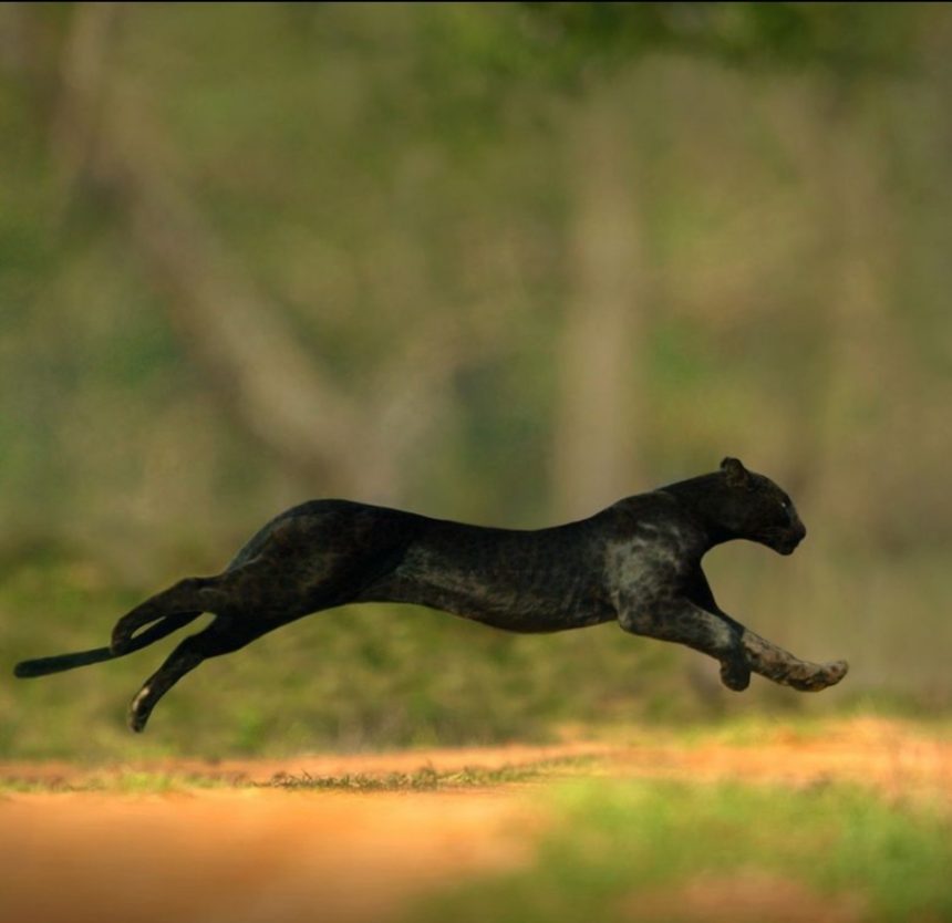 ಚಿರತೆ ಹೋಲಿಕೆಯ ಕಾಡುಪ್ರಾಣಿ : ಅರಣ್ಯ ಇಲಾಖೆಯಿಂದ ಮುನ್ನೆಚ್ಚರಿಕೆ ಸೂಚನೆ ಚಿರತೆ ಹೋಲಿಕೆಯ ಕಾಡುಪ್ರಾಣಿ : ಅರಣ್ಯ ಇಲಾಖೆಯಿಂದ ಮುನ್ನೆಚ್ಚರಿಕೆ ಸೂಚನೆ